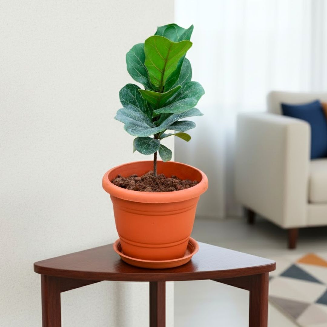 Fiddle Leaf Fig / Ficus Lyrata in 7 Inch Classy Red Plastic Pot with Tray