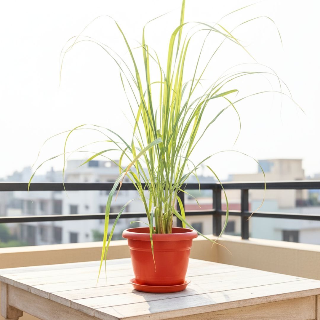 Lemon Grass in 7 Inch Classy Red Plastic Pot with Tray