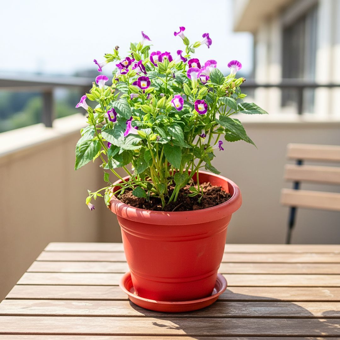 Wishbone / Torenia Pink in 7 Inch Classy Red Plastic Pot with Tray