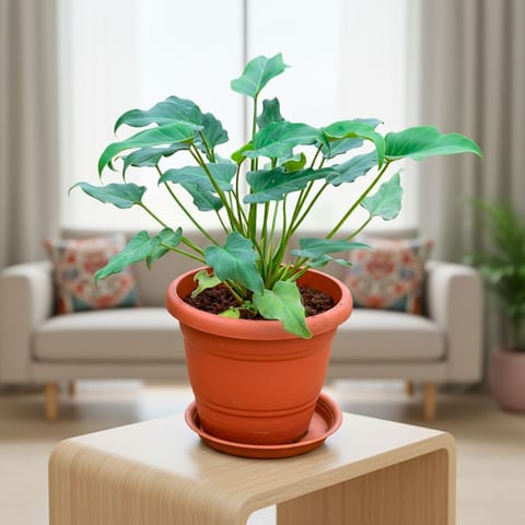 Xanadu Green in 7 Inch Classy Red Plastic Pot with Tray