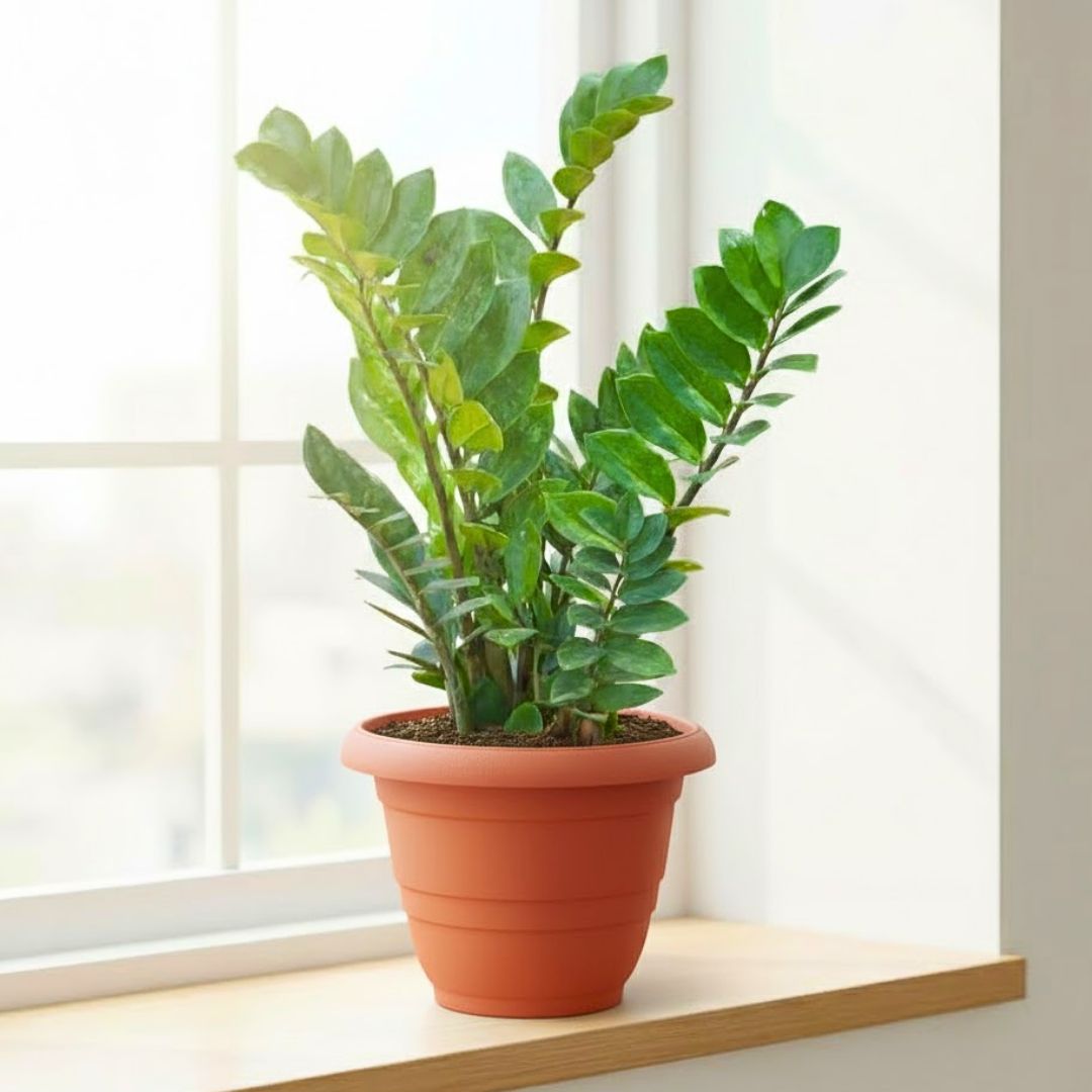 Zz Green (~1 ft)  in 8 Inch Terracotta Red Classy Plastic Pot