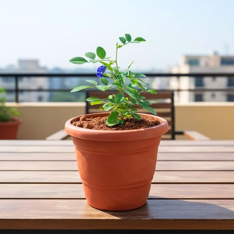 Aparajita / Asian Pigeonwings (any colour) in 7 Inch Classy Red Plastic Pot