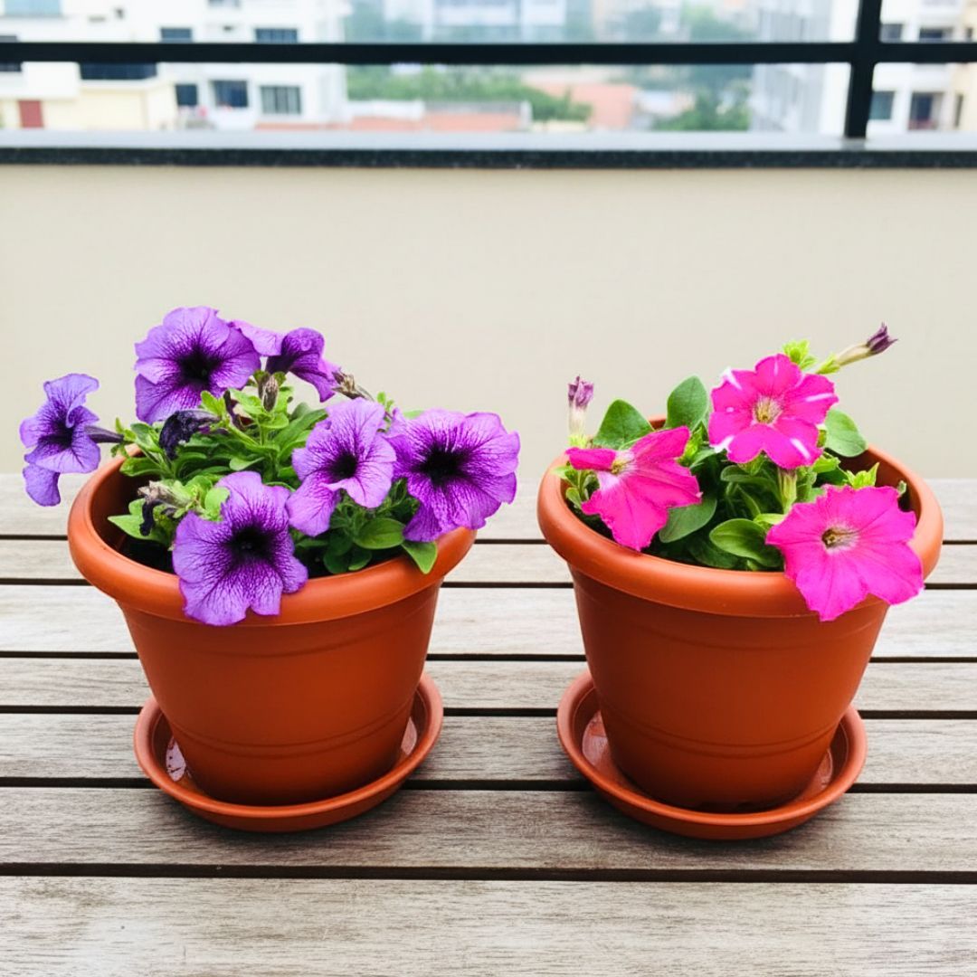 Set of 2 - Petunia (Purple & Pink) (any design) in 8 Inch Terracotta Red Classy Plastic Pot with tray