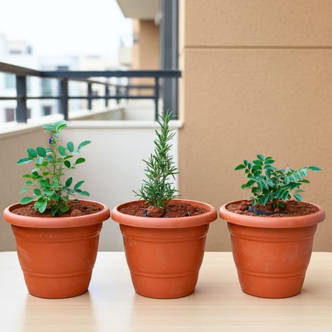 Set of 3 - Rose Mary, Aparajita & Curry Patta) in 7 Inch Classy Red Plastic Pot