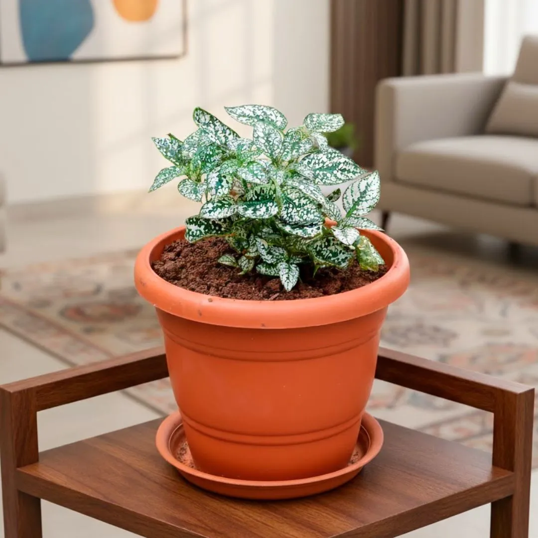 Hypoestes / Polka Dot Variegated white in 8 Inch Terracotta Red Classy Plastic Pot with tray