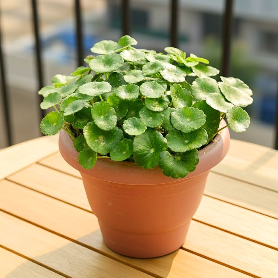 Brahmi Dollar / Pennywort / Coin Plant in 7 Inch Terracotta Red Classy Plastic Pot