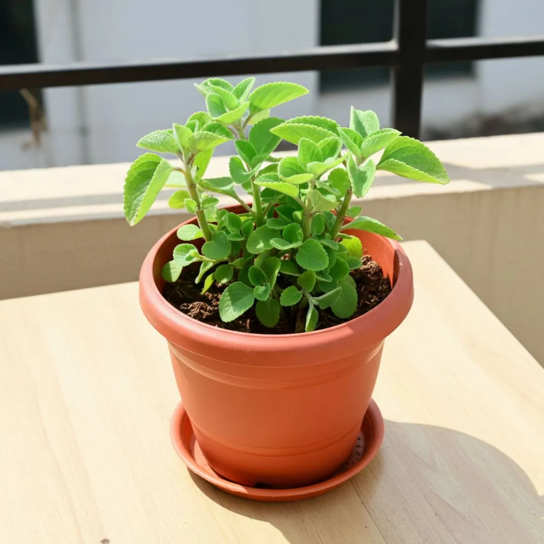 Ajwain / Carom Seed Plant in 8 Inch Classy Red Plastic Pot with Tray