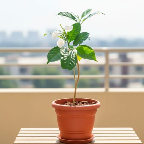 Arabian Jasmine in 7 Inch Classy Red Plastic Pot with Tray