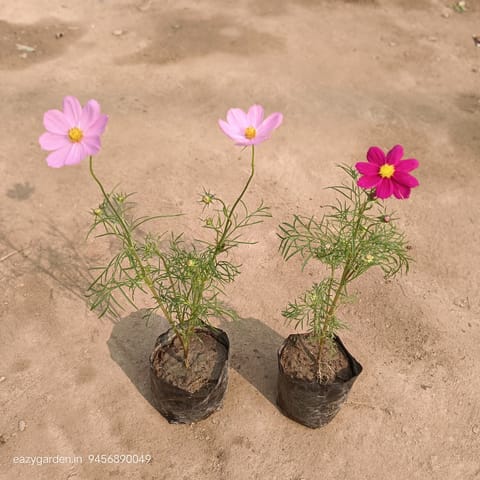 Set of 2 Cosmos (any colour) in 4 Inch Nursery Bag