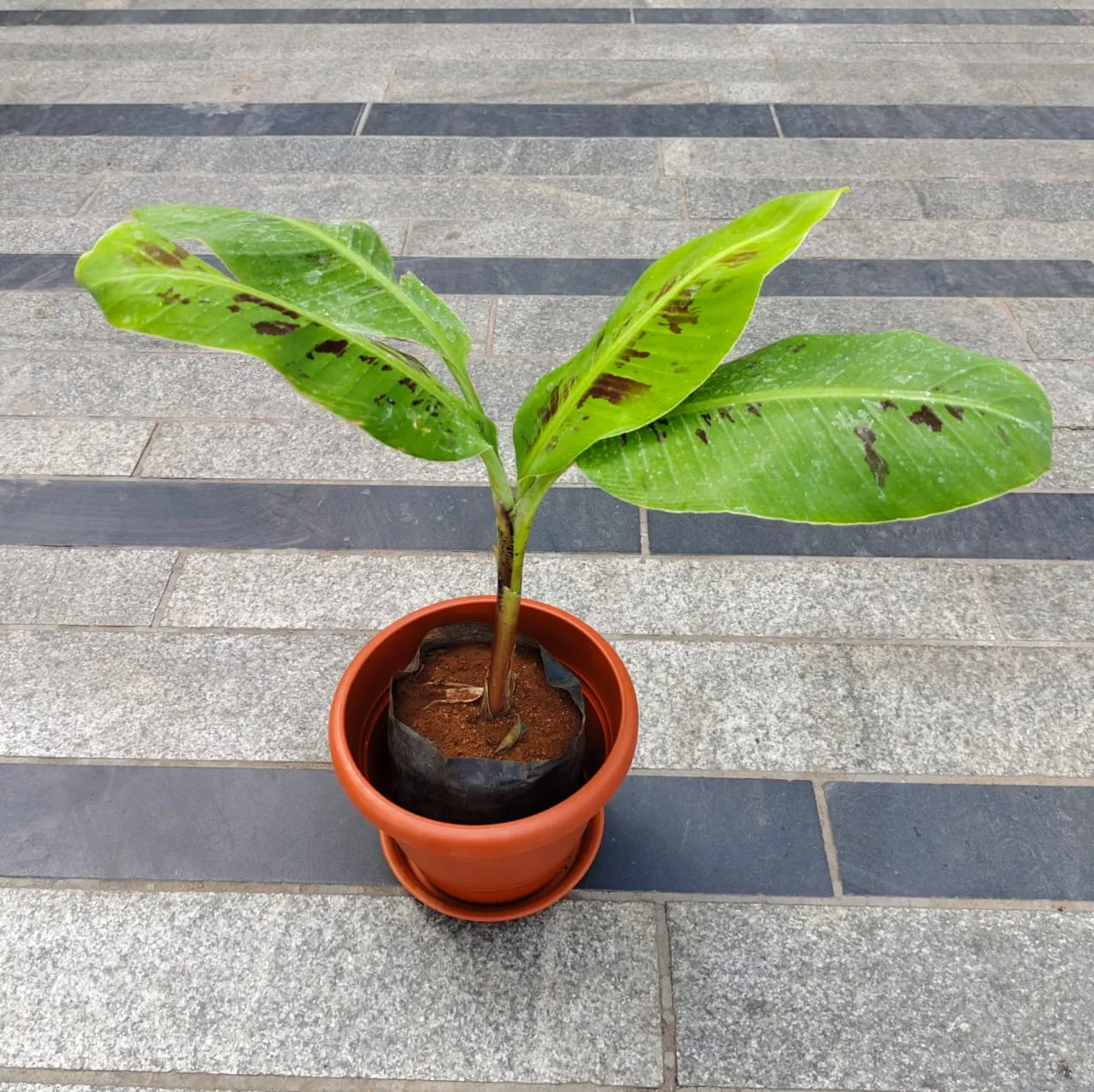 Banana / Kela Plant in 8 Inch Terracotta Red Classy Plastic Pot with tray