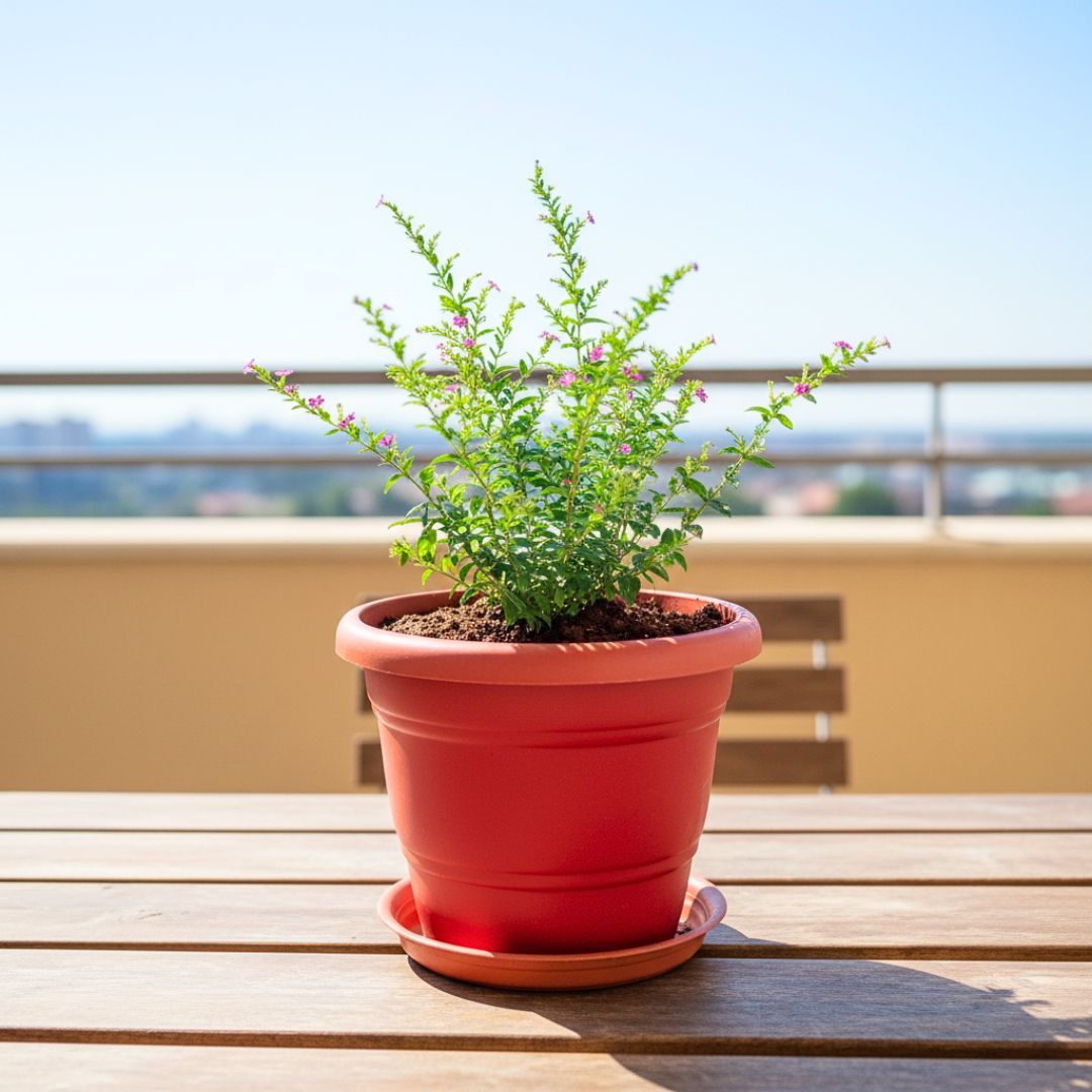 Cuphea / False Heather (any colour) in 7 Inch Classy Red Plastic Pot with Tray