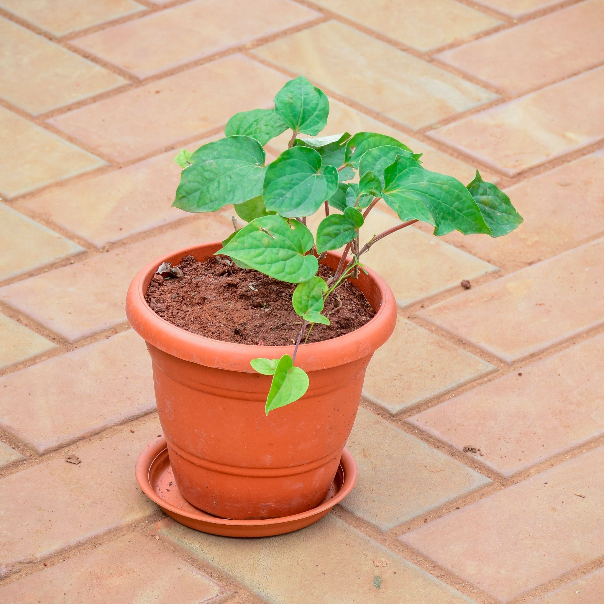 Desi Paan / Betel Leaf in 7 Inch Classy Red Plastic Pot with Tray