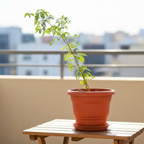 Holy Shami Plant in 7 Inch Classy Red Plastic Pot with Tray
