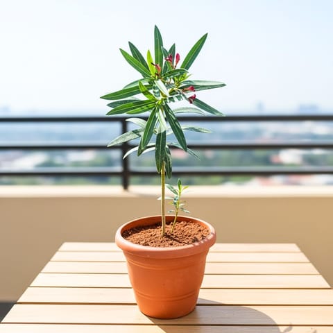 Kaner / Oleander pink in 7 Inch Classy Red Plastic Pot