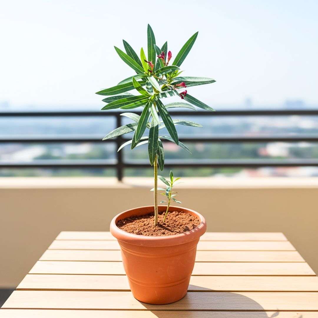 Kaner / Oleander pink in 7 Inch Classy Red Plastic Pot