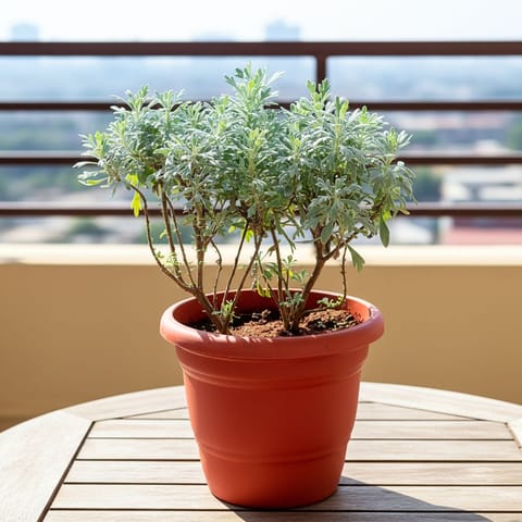 Lavender in 7 Inch Terracotta Red Olive Plastic Pot