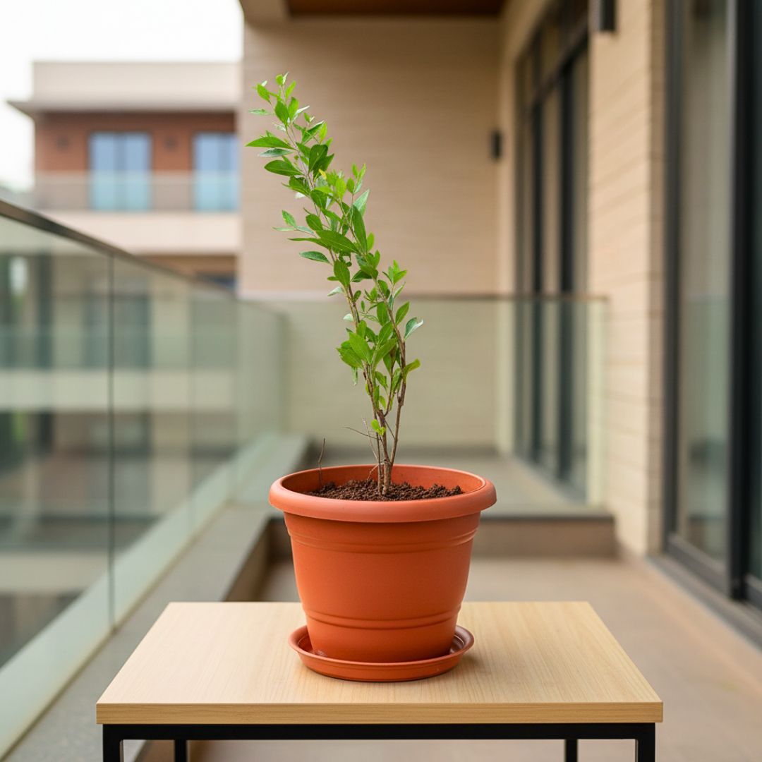 Mehndi / Henna Plant in 7 Inch Classy Red Plastic Pot with Tray