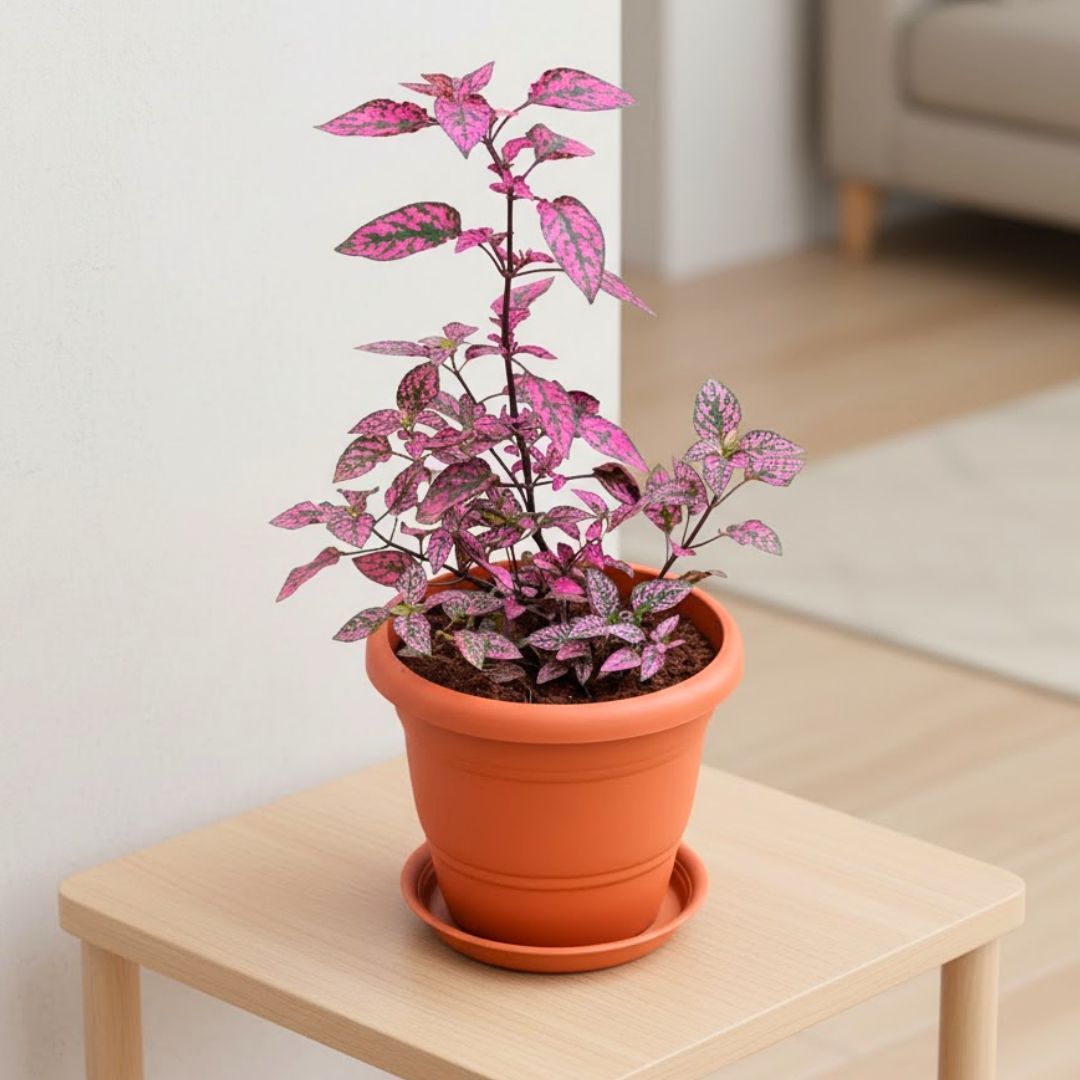 Polka Dot Red in 7 Inch Classy Red Plastic Pot with Tray