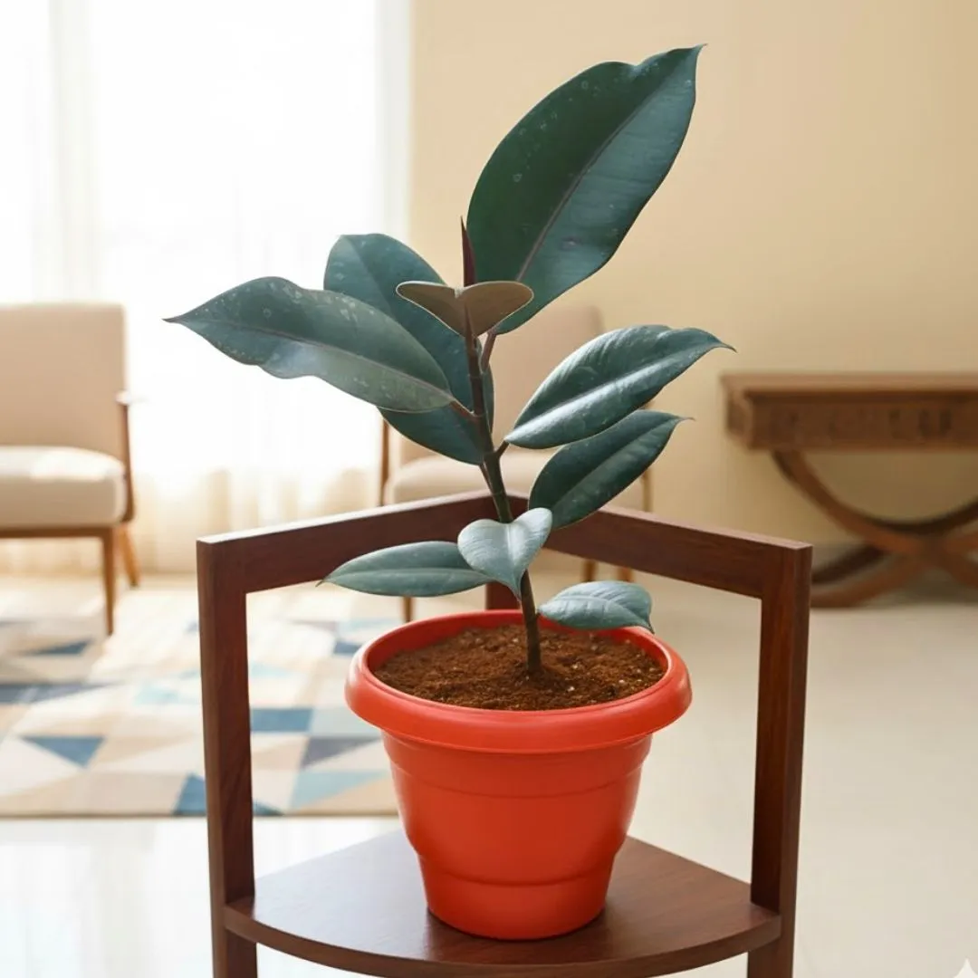 Rubber Black in 10 Inch Terracotta Red Classy Plastic Pot