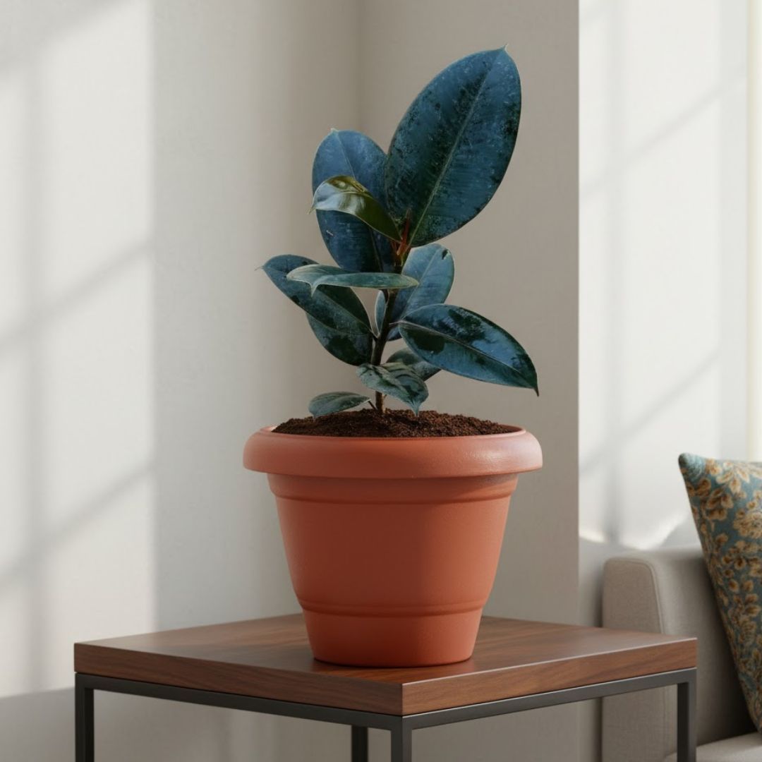 Rubber Black in 10 Inch Terracotta Red Classy Plastic Pot