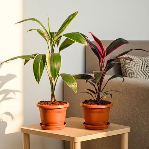 Set of 2 - Dracaena Cordyline Rosea & Cordyline Green in 7 Inch Classy Red Plastic Pot