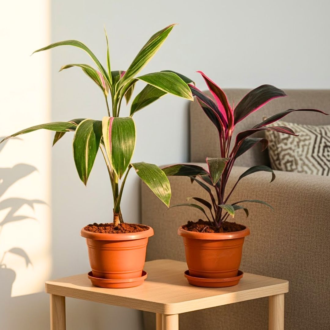 Set of 2 - Dracaena Cordyline Rosea & Cordyline Green in 7 Inch Classy Red Plastic Pot