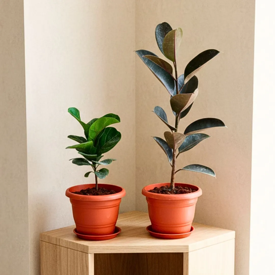 Set of 2 - Rubber Black & Fiddle Leaf in 7 Inch Classy Red Plastic Pot with Tray