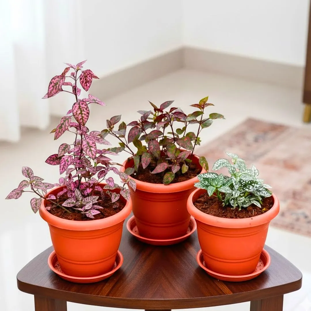 Set of 3 - Polka Dot (Red, Red Mix & Green) in 7 Inch Classy Red Plastic Pot with Tray