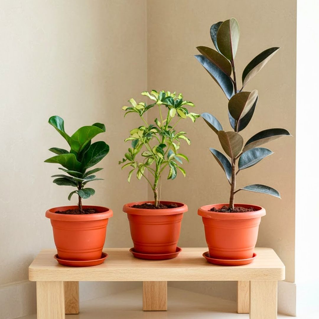 Set of 3 - Schefflera Variegated, Rubber Black & Fiddle Leaf in 7 Inch Classy Red Plastic Pot with Tray