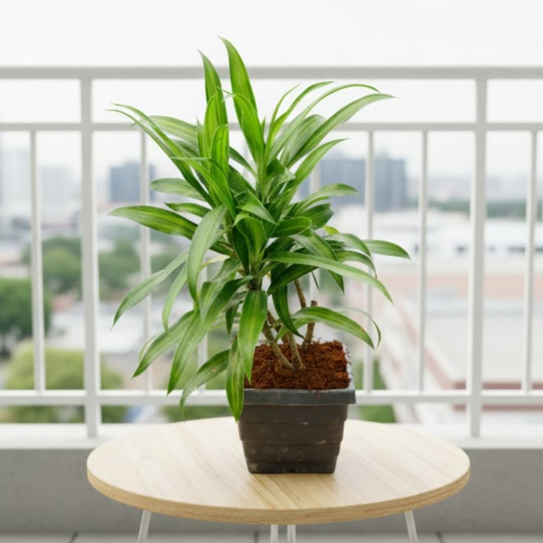 Dracaena Messenger in 4 Inch Premium Orchid Square Plastic Pot (any colour)