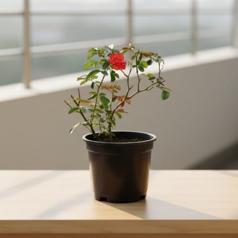 English Rose in 6 Inch Nursery Pot