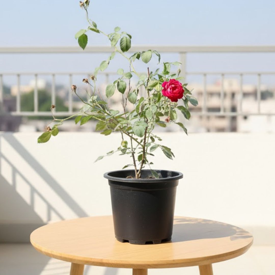 Desi Rose (Any Colour) in 8 Inch Nursery Pot