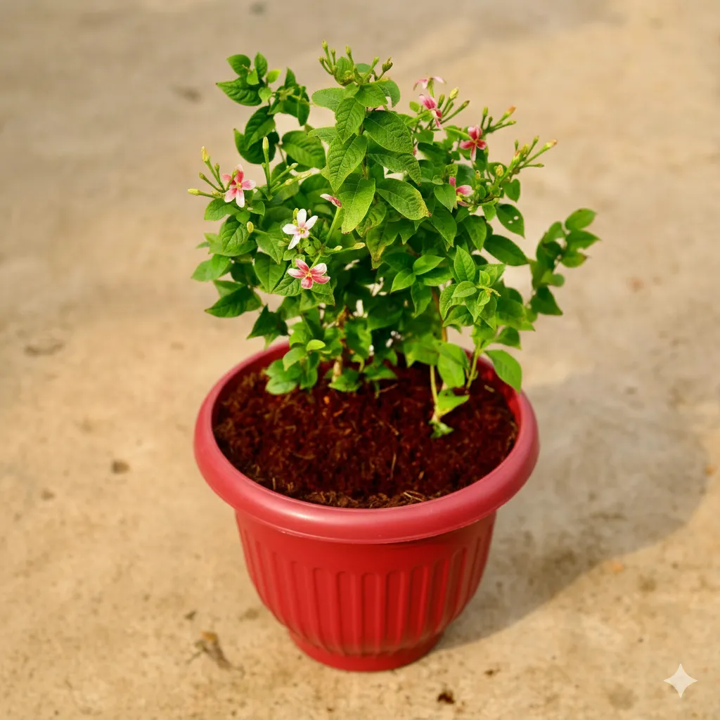 Madhu Malti Dwarf / Rangoon Creeper Pink Pune in 8 inch Terracotta Red Olive Plastic Pot