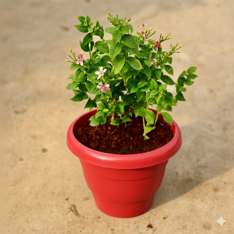 Madhu Malti Dwarf / Rangoon Creeper Pink Pune in 8 Inch Terracotta Red Classy Plastic Pot