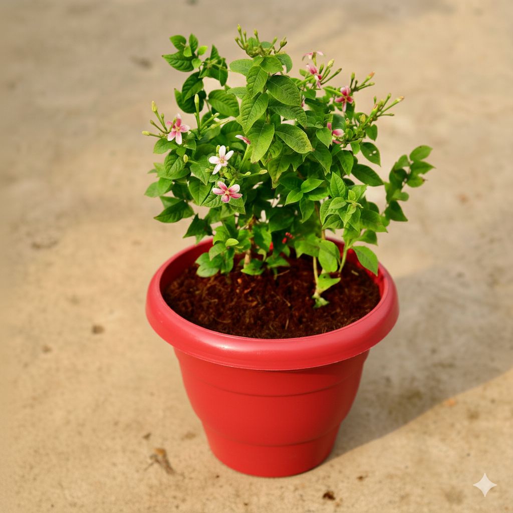 Madhu Malti Dwarf / Rangoon Creeper Pink Pune in 8 Inch Terracotta Red Classy Plastic Pot