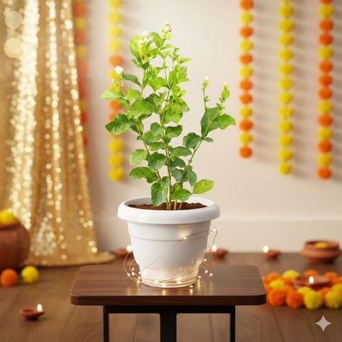 Motia / Mogra Pune in 8 Inch White Classy Plastic Pot