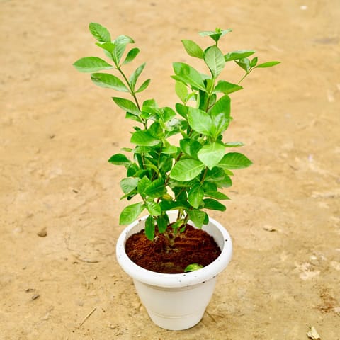 Gandhraj / Gardenia pune in 10 Inch White Classy Plastic Pot