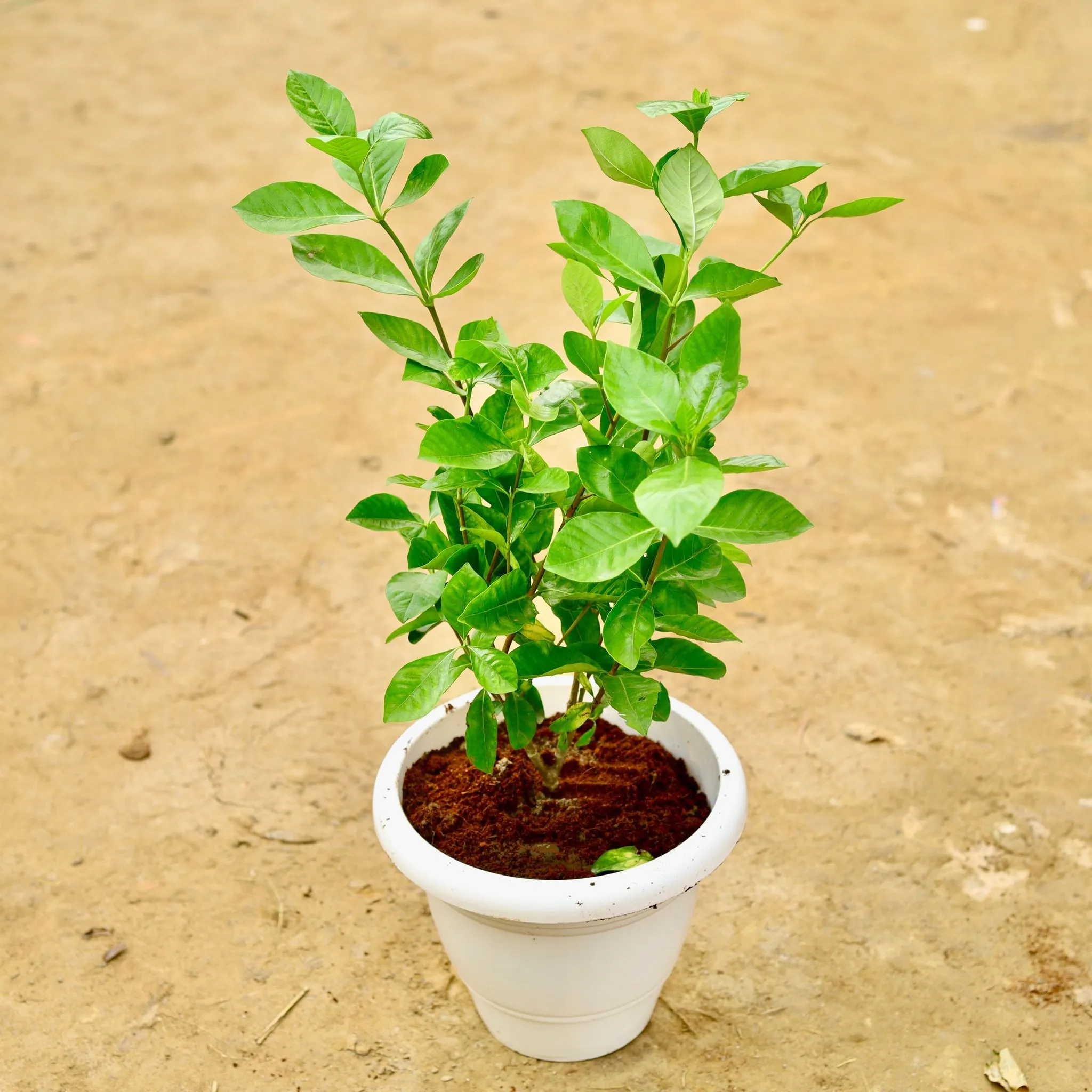Gandhraj / Gardenia White Pune in 10 Inch White Classy Plastic Pot