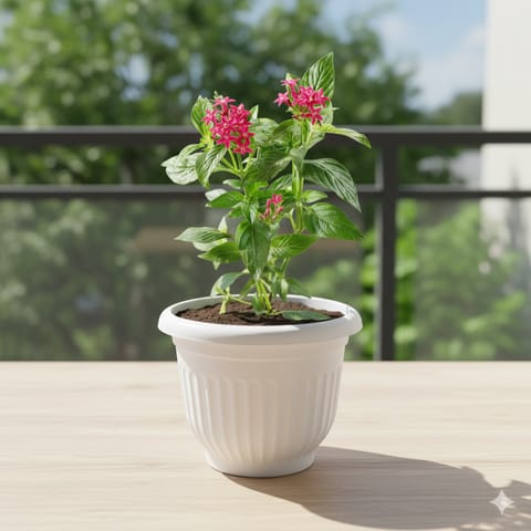 Pentas (any colour) Pune in 08 Inch White Olive Plastic Pot