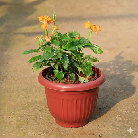 Crossandra / Kanakambaram (Any Colour) In 8 Inch Terracotta Red Olive Plastic Pot