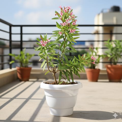 Kaner / Oleander Pink in 8 Inch White Classy Plastic Pot