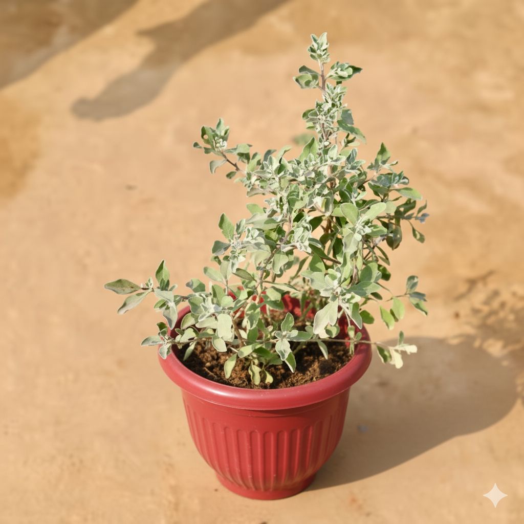 Leucophyllum/Purple Sage/Nicodia/Nicosia Plant in 8 Inch Terracotta Red Olive Plastic Pot