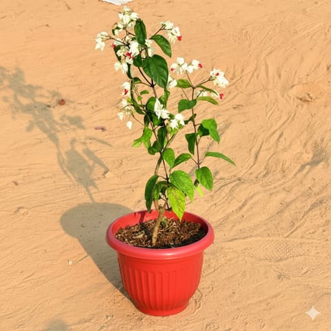 Bleeding Heart (any colour) Pune in 8 Inch Terracotta Red Olive Plastic Pot