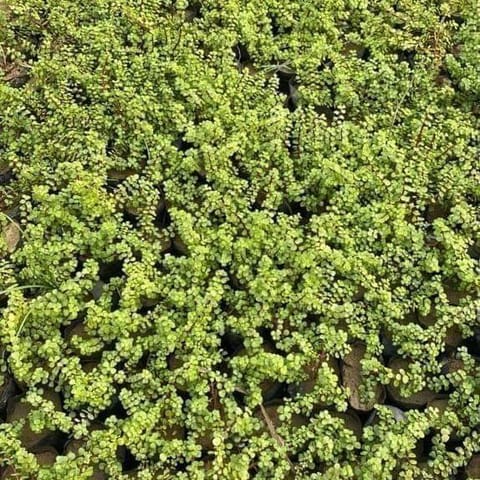 Set of 3 - Lucky Jade Plants Pune in 4 Inch Nursery Bag