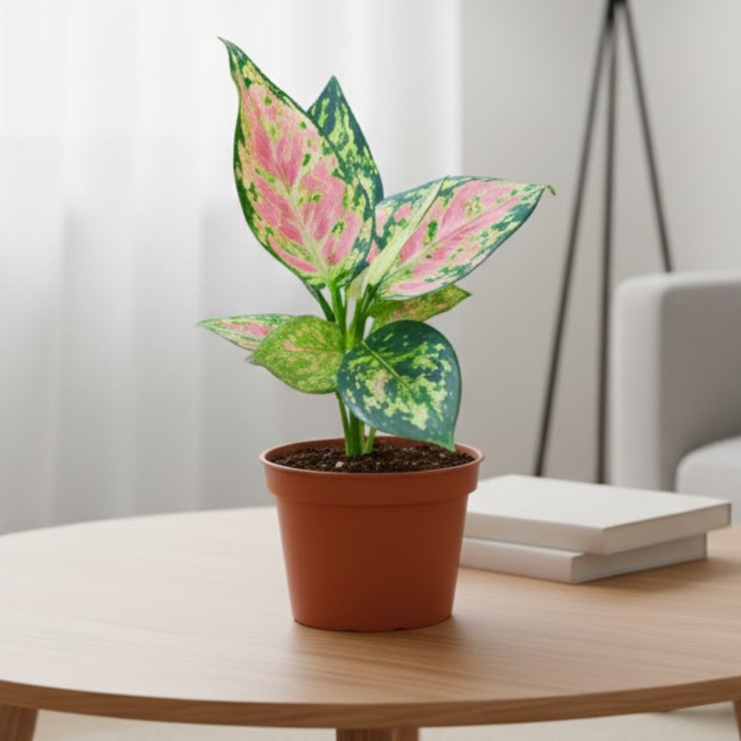Aglaonema Pink Seedling Plant in 4 Inch Nursery Pot