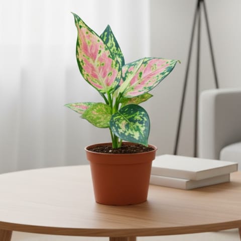 Aglaonema Pink Seedling Plant in 4 Inch Nursery Pot