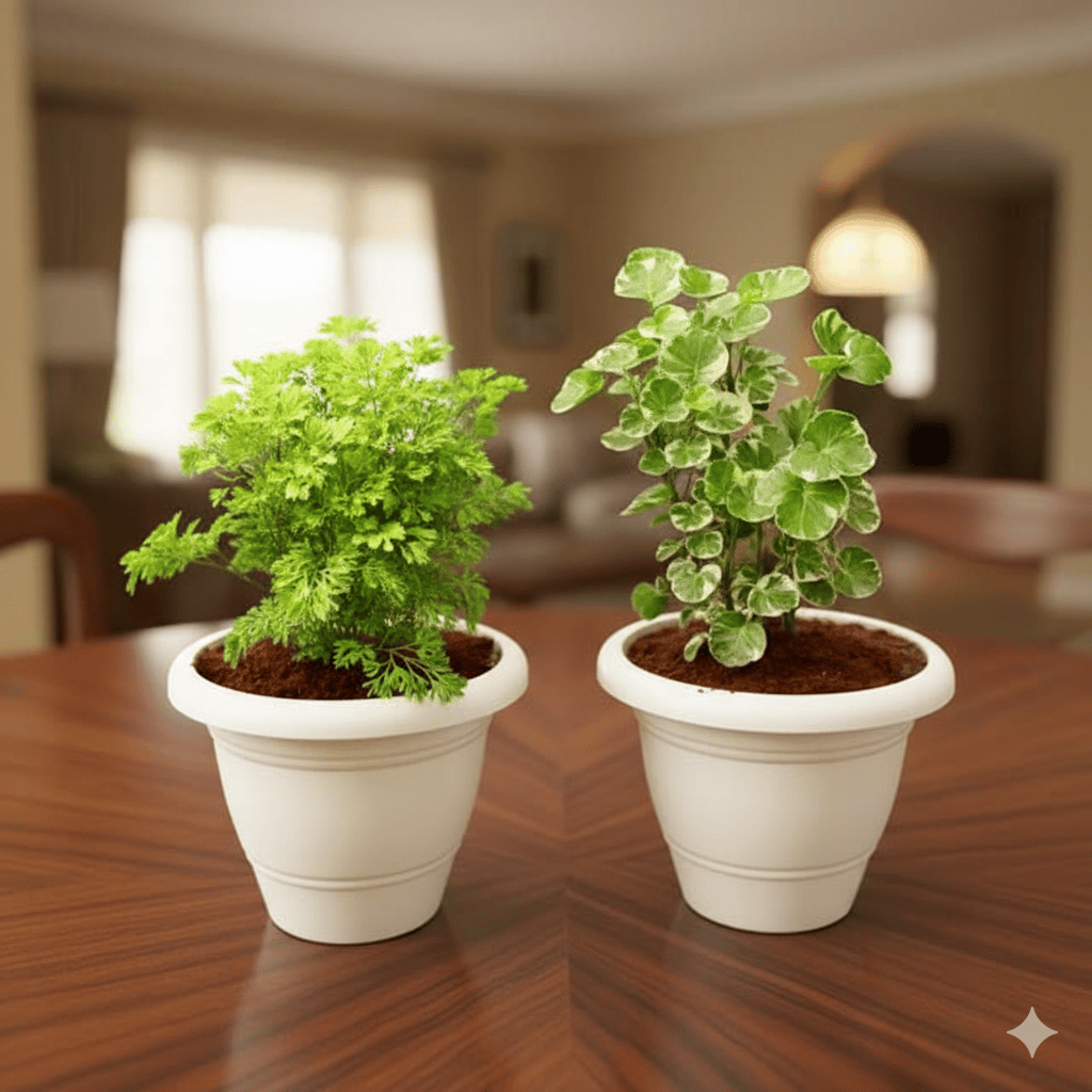 Set Of 2 - Aralia (Japanese Light Green & Apple Leaf) in 8 Inch White Classy Plastic Pot