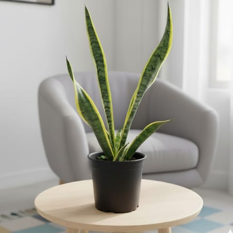 Air Purifier Snake Plant in 6 Inch Nursery Pot