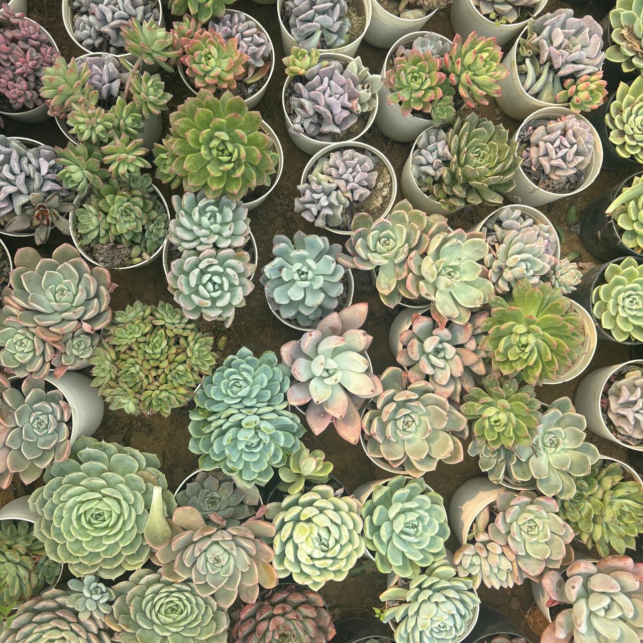 Succulent Serenity - Set of 10 - Assorted Succulents in 3 Inch Nursery Pot