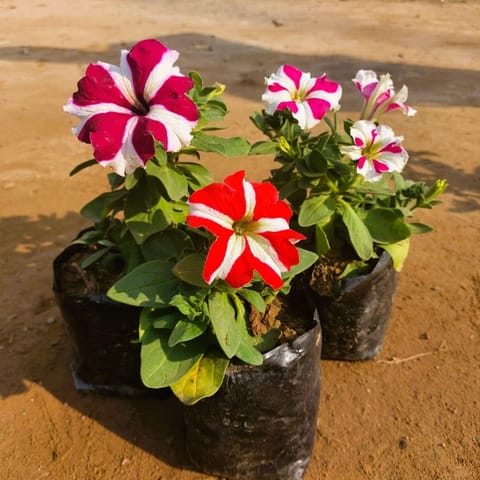 Set of 3 - Petunia (Any Colour) in 4 Inch Nursery Bag